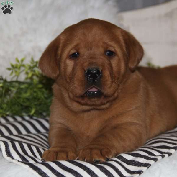 Gina, Fox Red Labrador Retriever Puppy